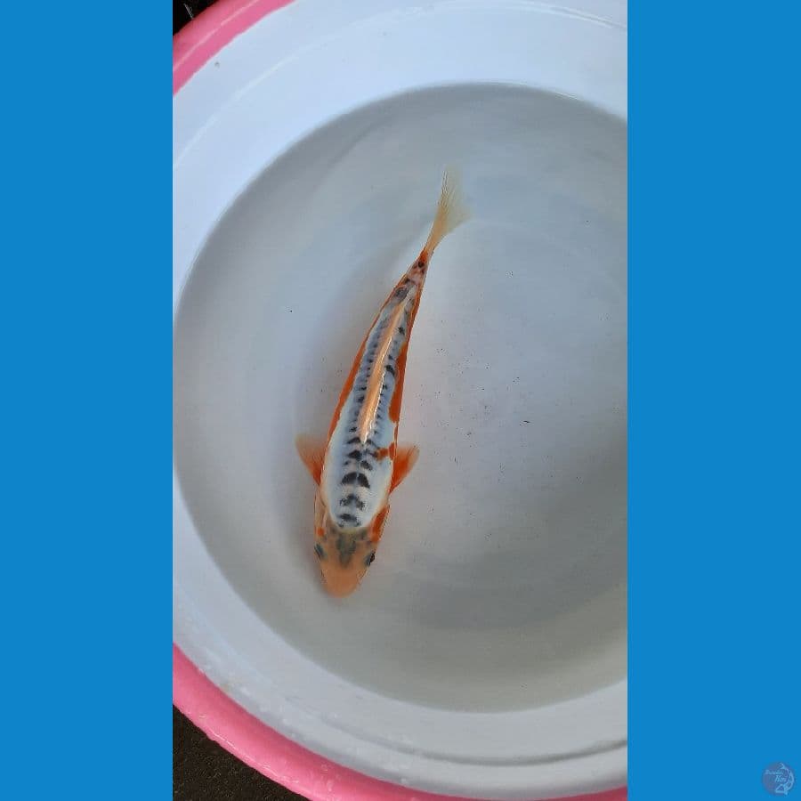 shusui 25cm 