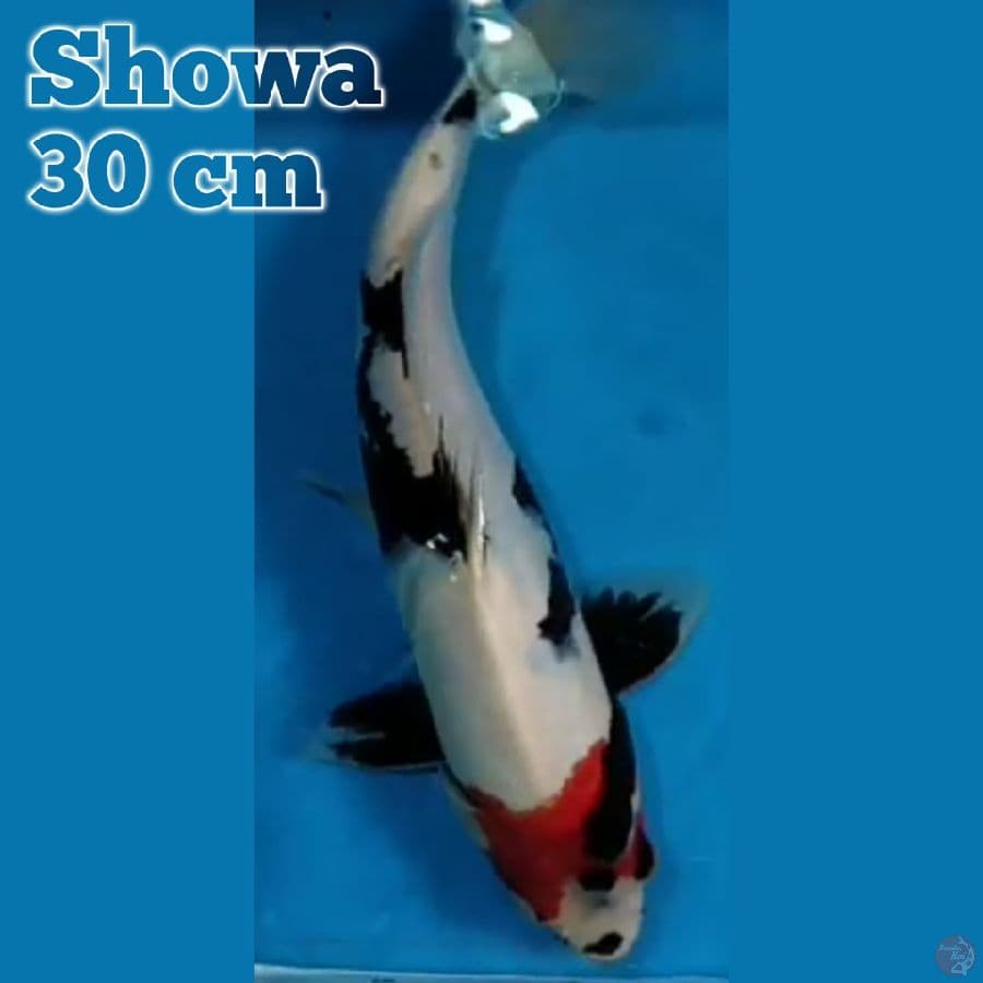 Showa 30 cm