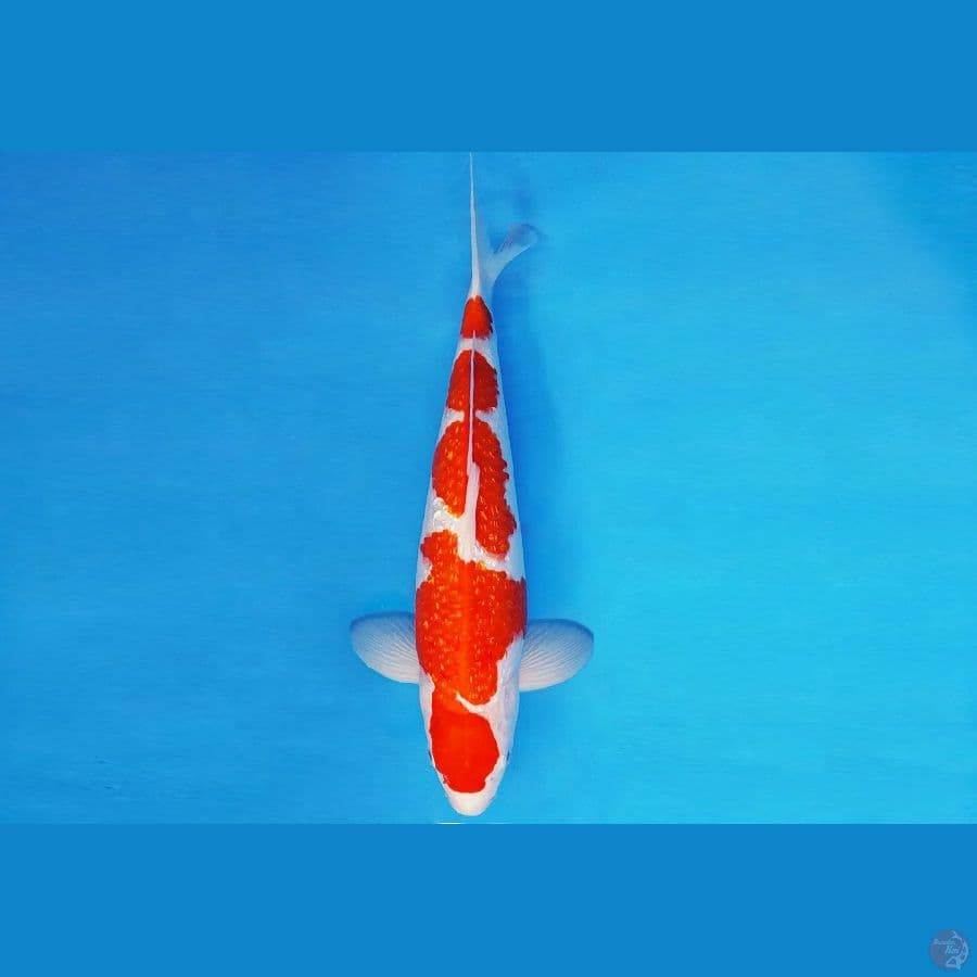 SILK KIMONO 1 ~ KOHAKU GIN RIN 35 cm/male ™