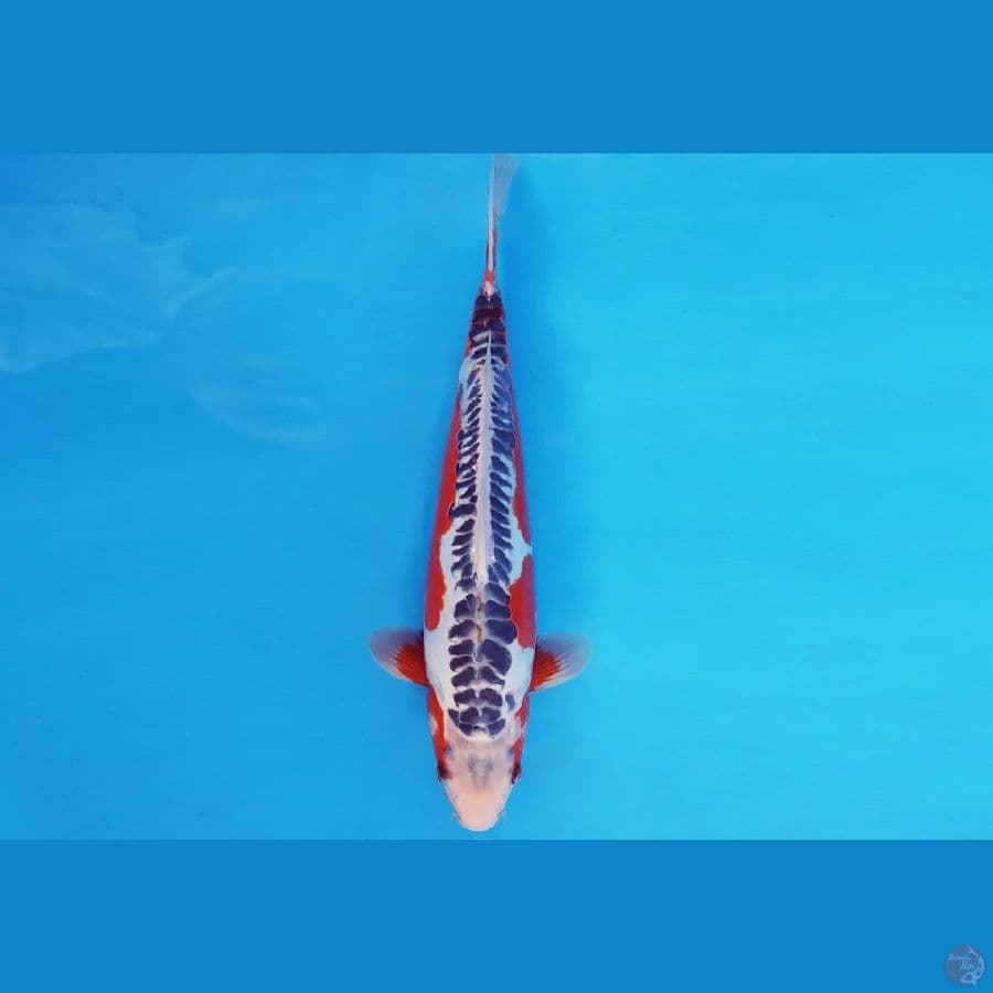 SILK KOMONO 10 ~ SHUSUI 32 cm/male ™