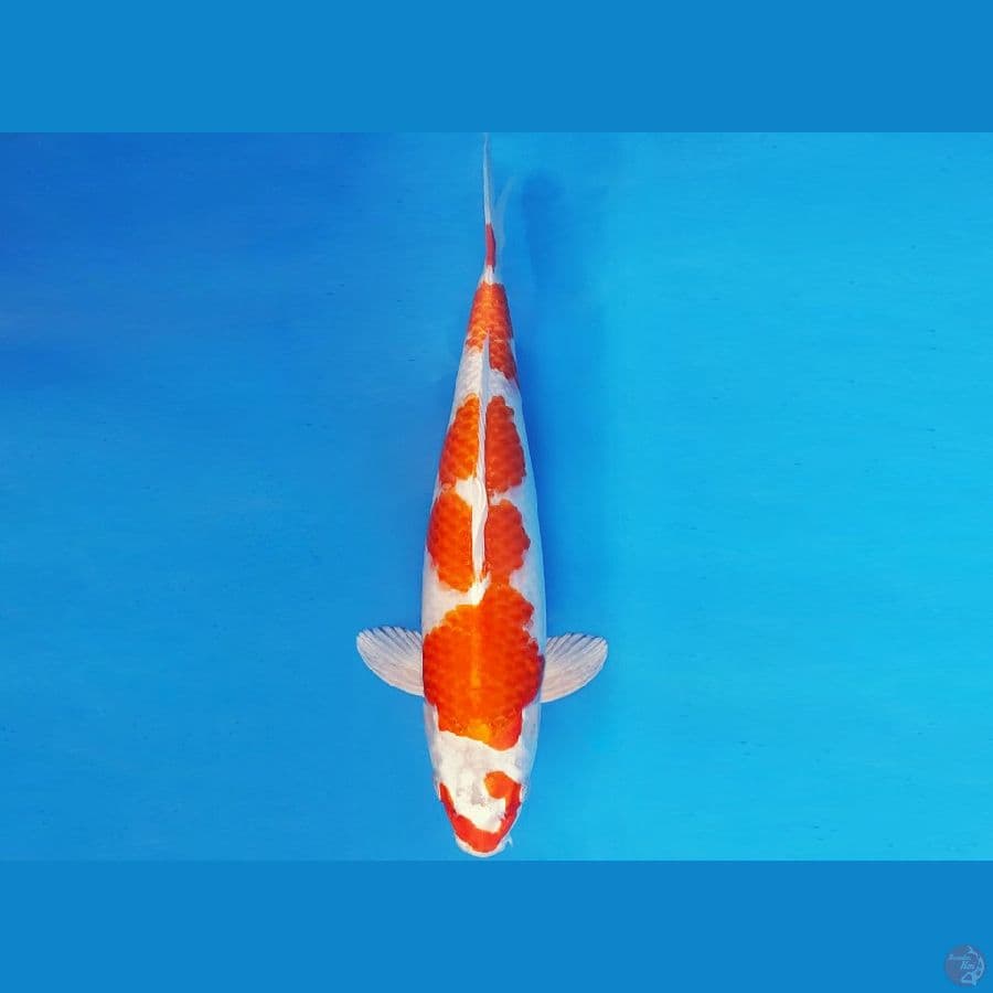 SILK KIMONO 13 ~ KOHAKU HIKARI 35 cm/fm ™