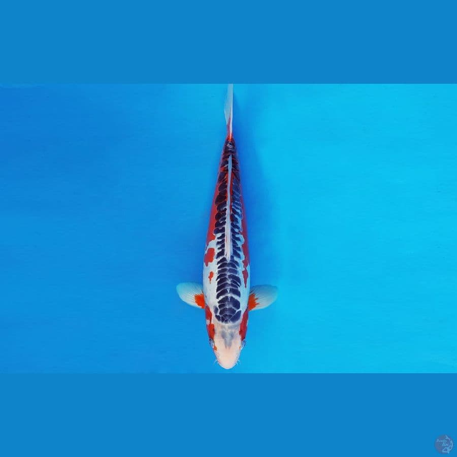 SILK KIMONO 14 ~ SHUSUI 32 cm/male™