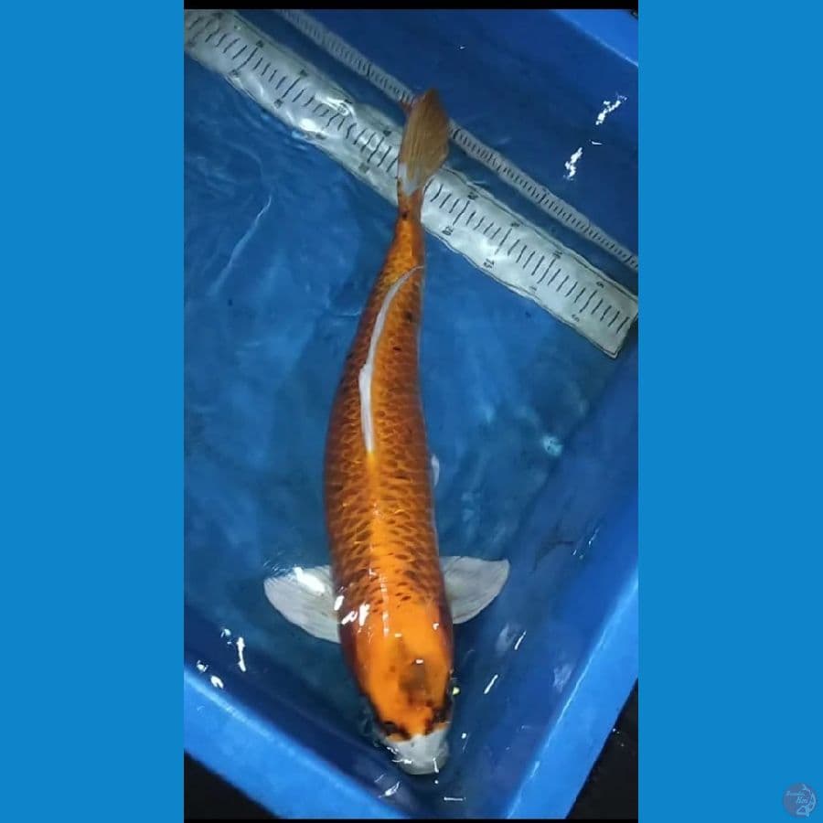 kujaku ±65bu