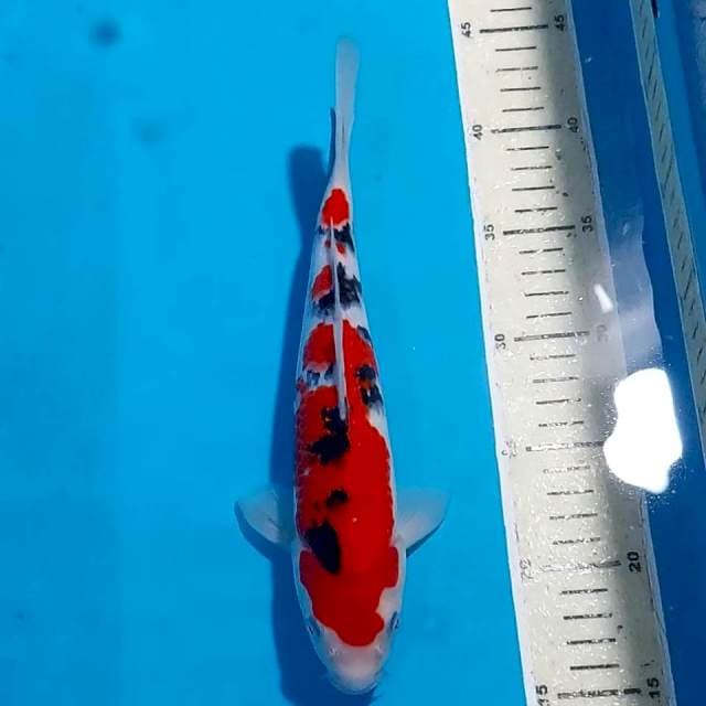 SANKE RED STRONG 26 cm