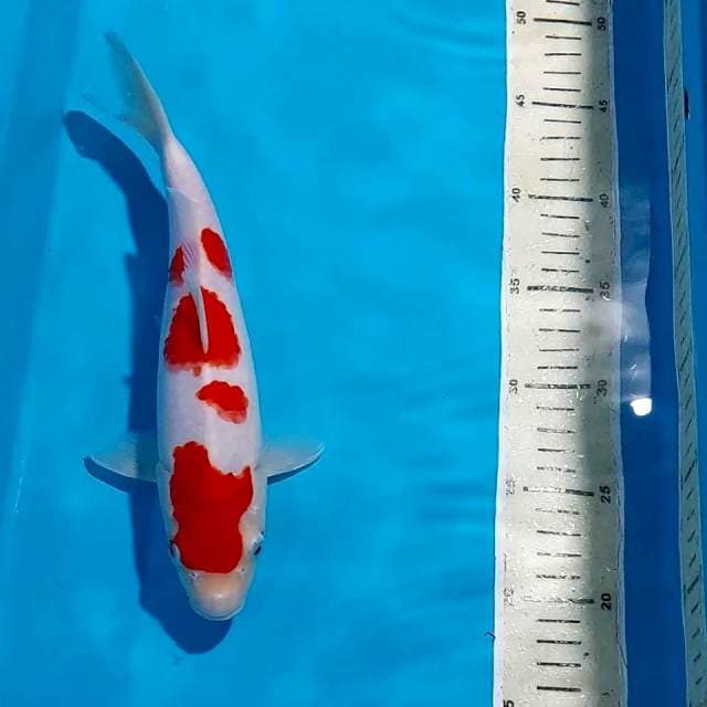 ORIGINAL KOHAKU 28 CM