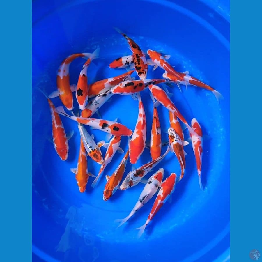 Kimimaru "24ekor Grade A Doitsu mix Sisik"