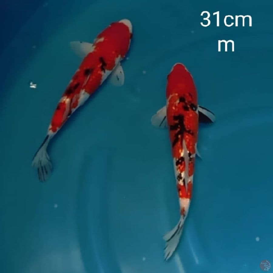 sanke ginrin 31cm