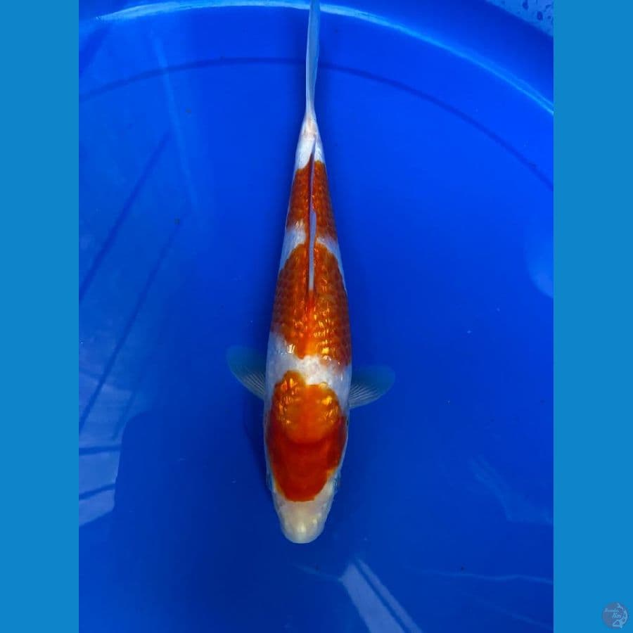 JK001 - HQ Kohaku Ginrin