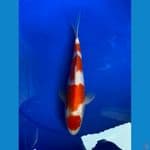 JK002 - HQ Maruten Kohaku size 24cm