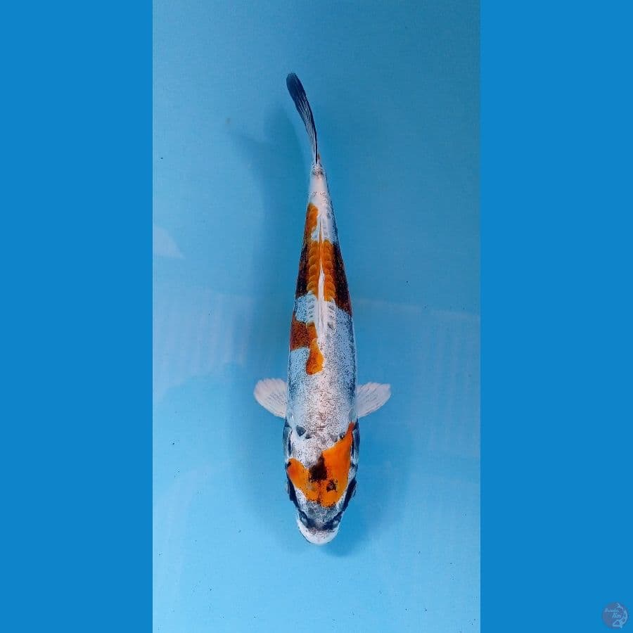 F1kikokuryu 23cm