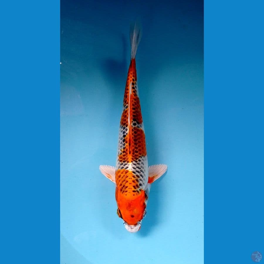 kujaku 29cm