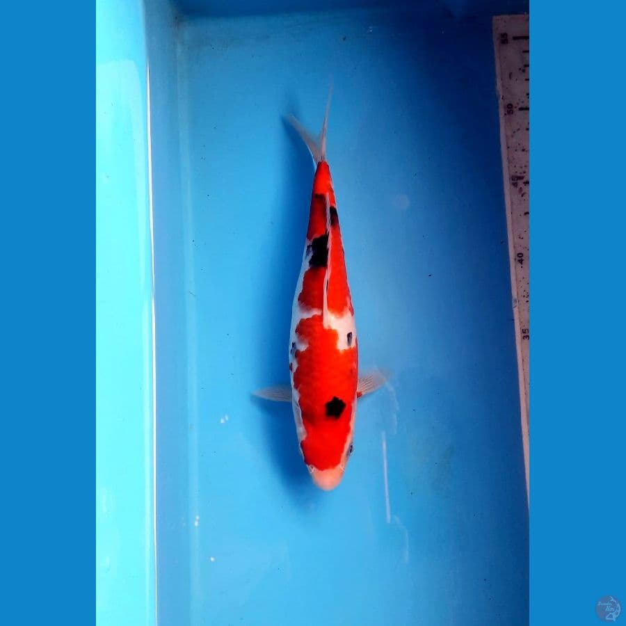 Nidan sanke 24cm / M
