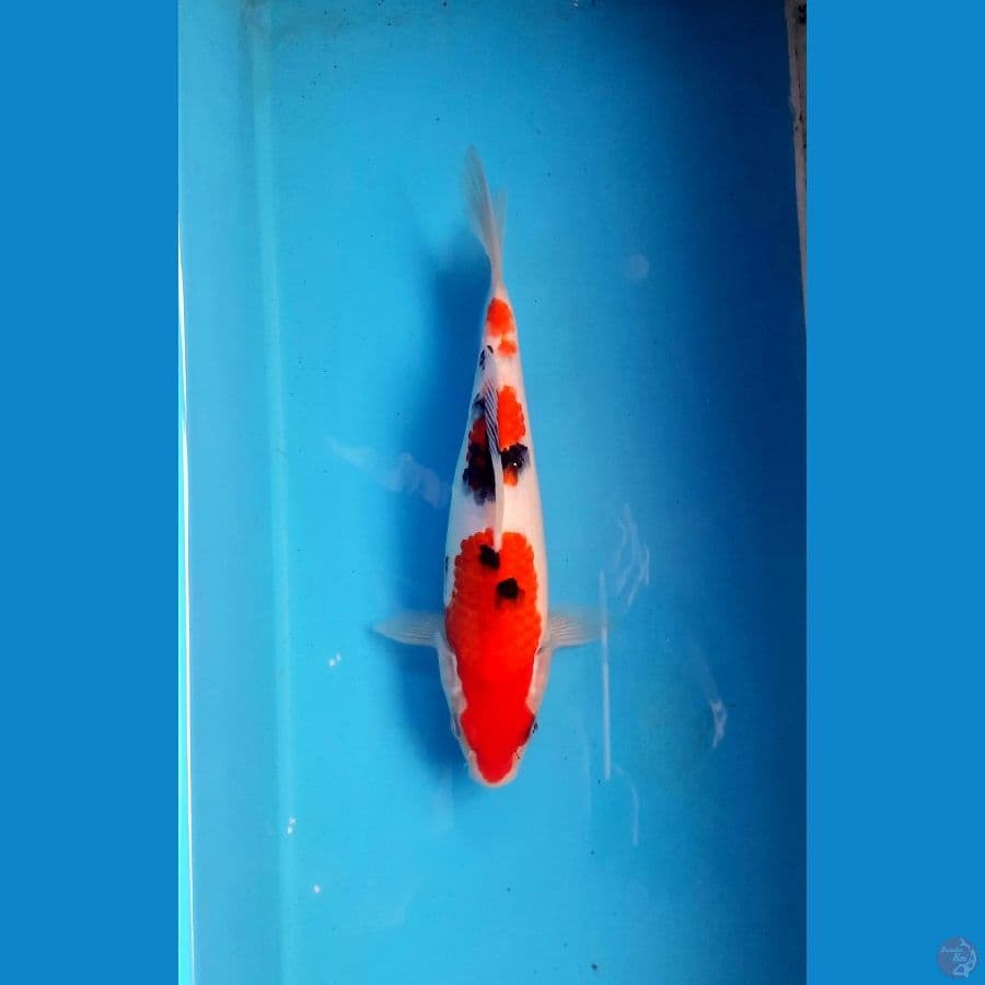 Sandan sanke 22cm / M