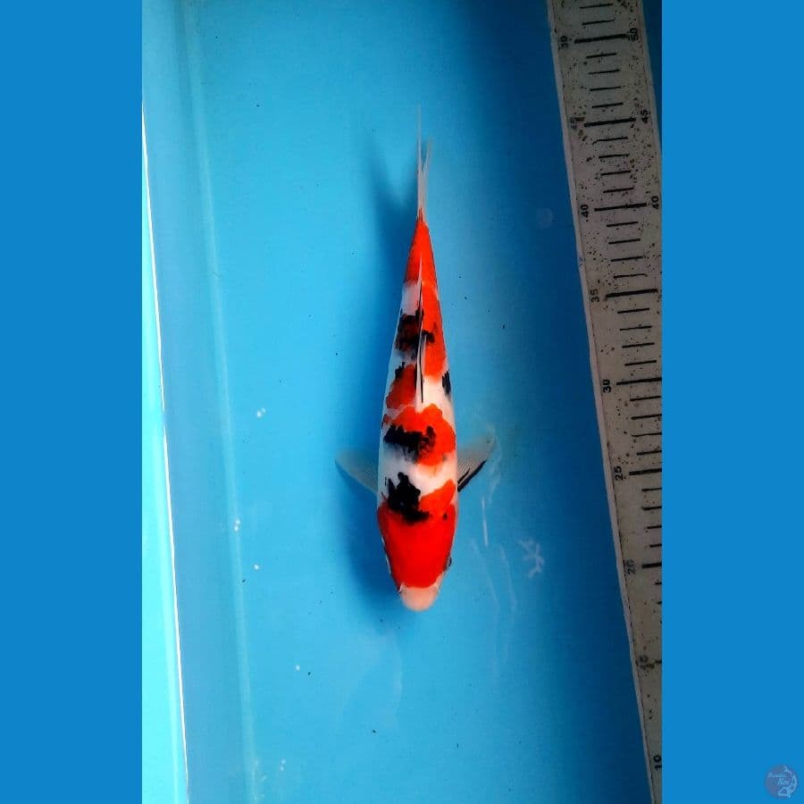 Sanke 26cm / M