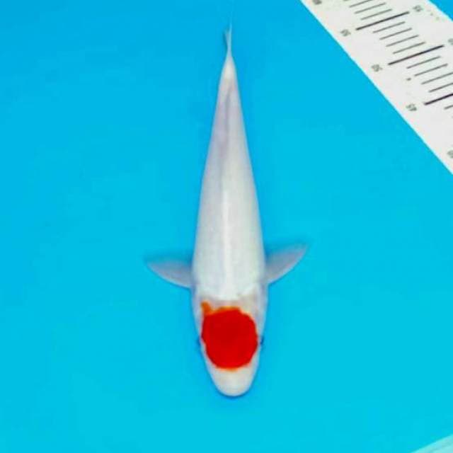 Tancho kohaku 35xm body siip