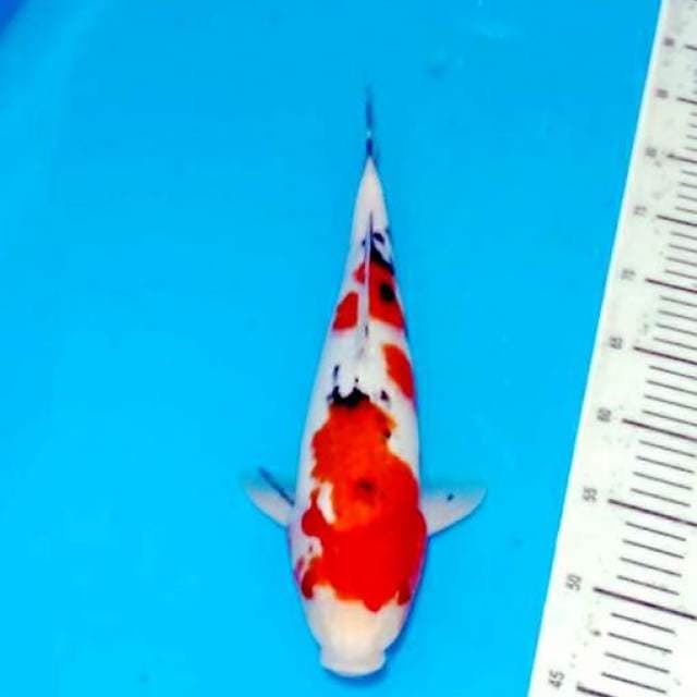 Sanke 37cm calon jumbo body siip