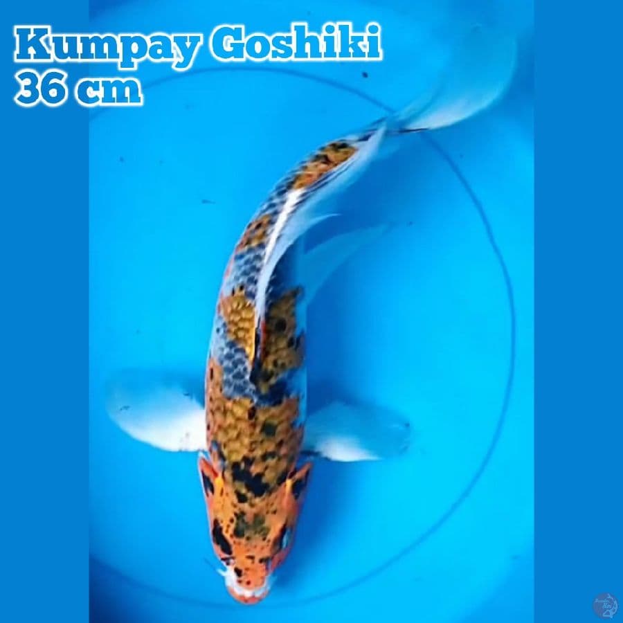 Kumpay Goshiki 36 cm
