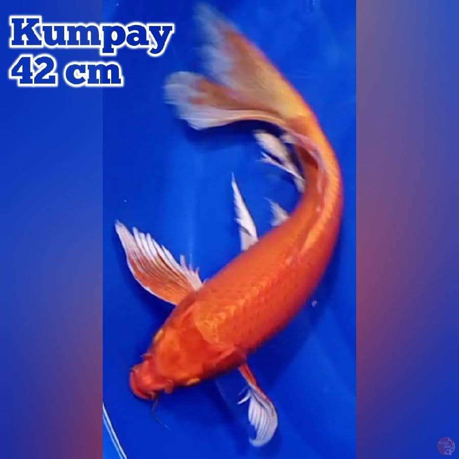 Kumpay Orengi 42 cm
