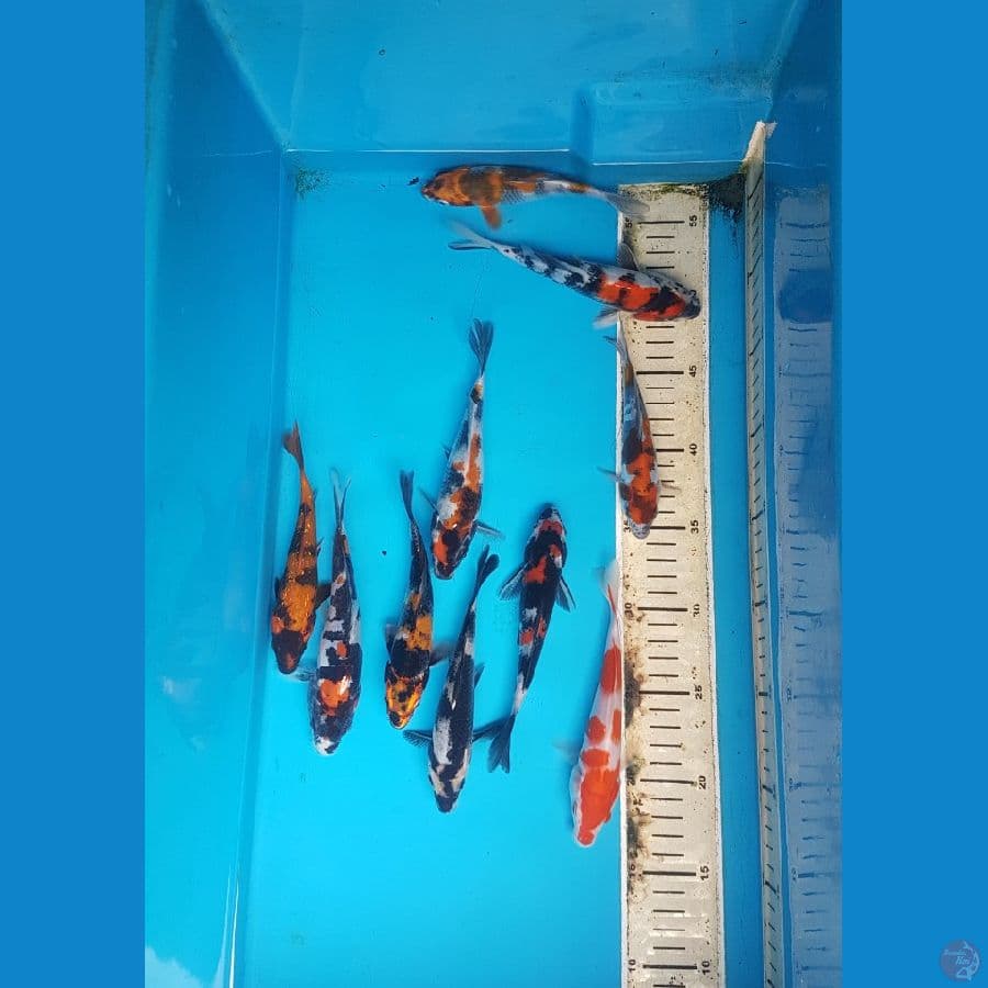 paket mix 14-17cm