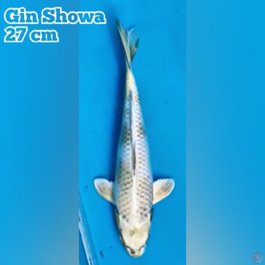 Gin Showa 27 cm