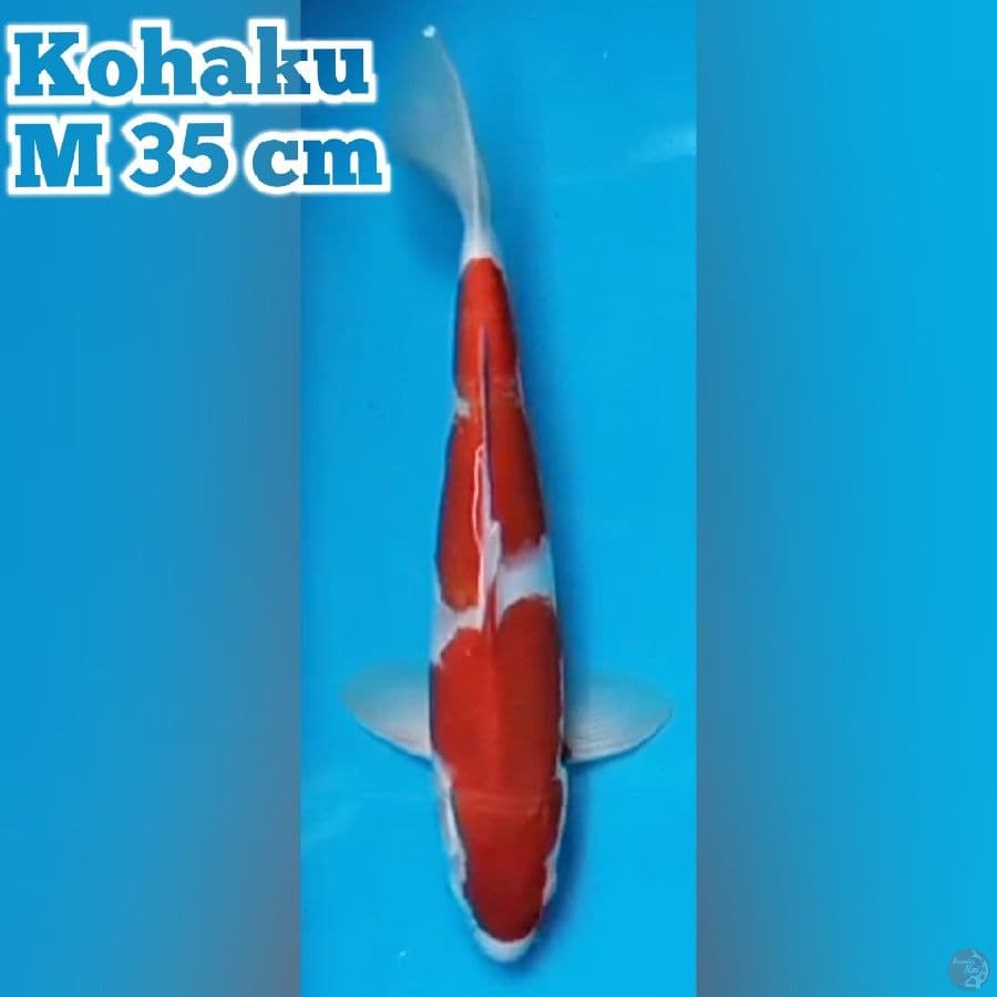 Kohaku M 35 cm