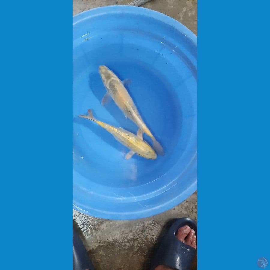 2 ekor kinshowa 30cm