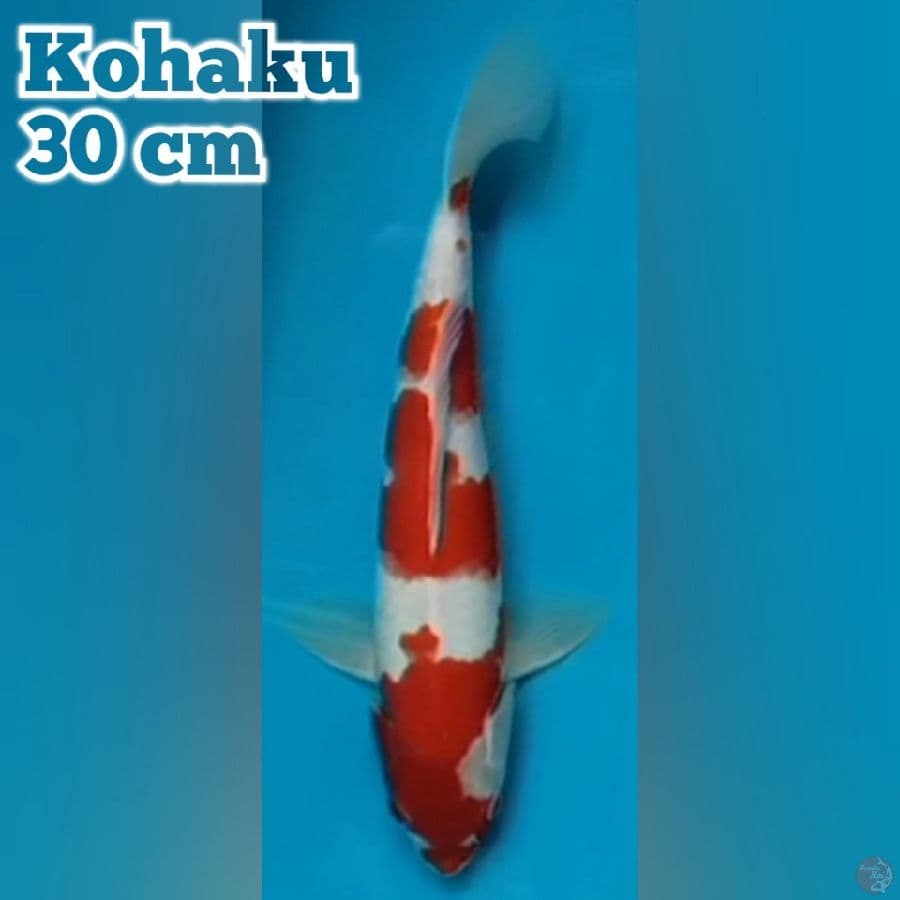 Kohaku 30 cm