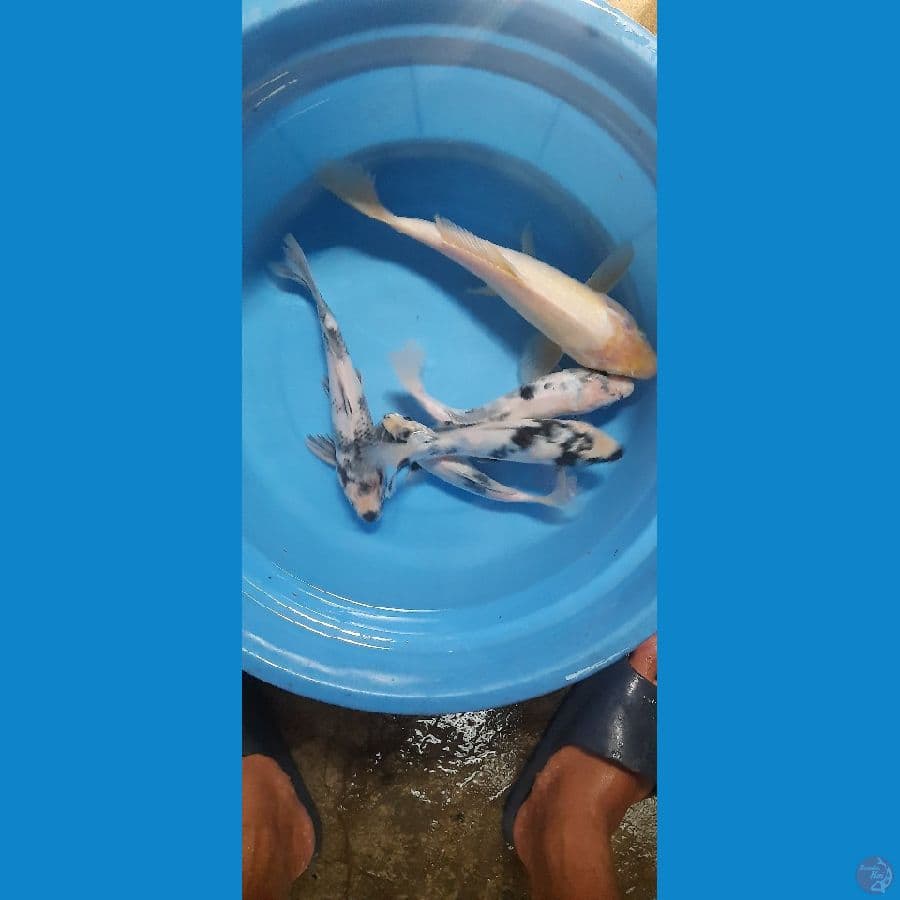 5ekor shiro Bahan 25 cm up