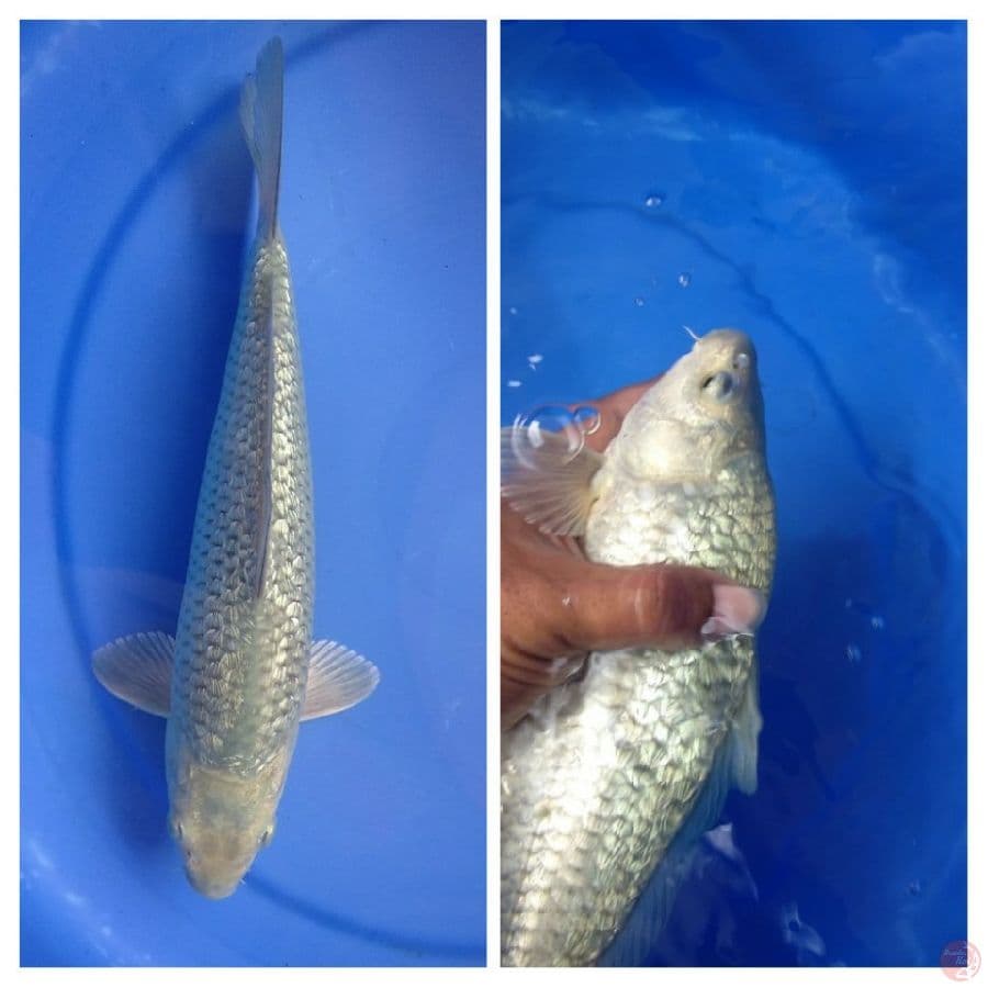 Soragoi super punuk 27cm jantan