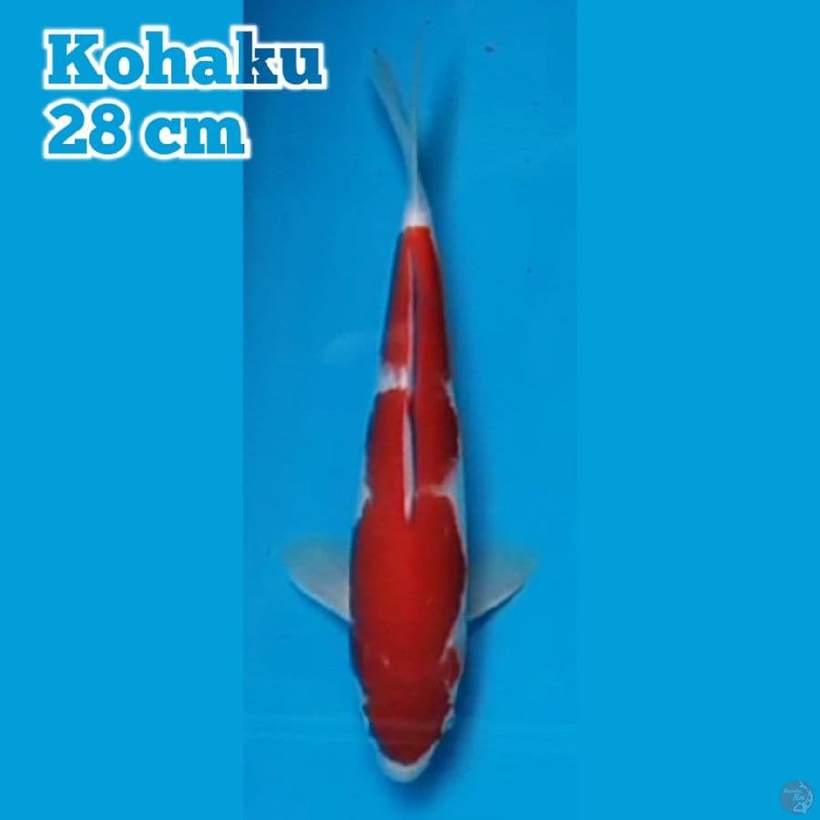 Kohaku 28 cm