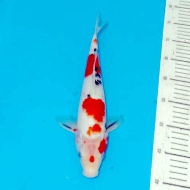 Red sanke 35cm