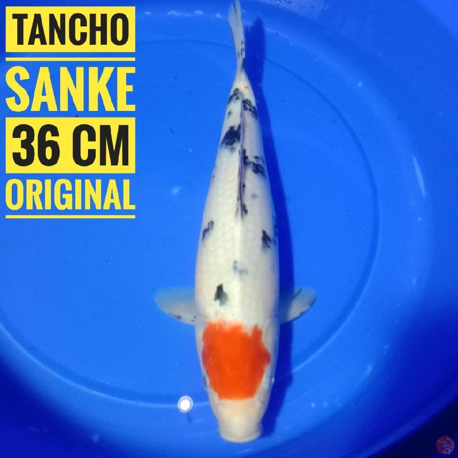 Tancho sanke, 36 cm