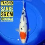 Tancho sanke, 36 cm