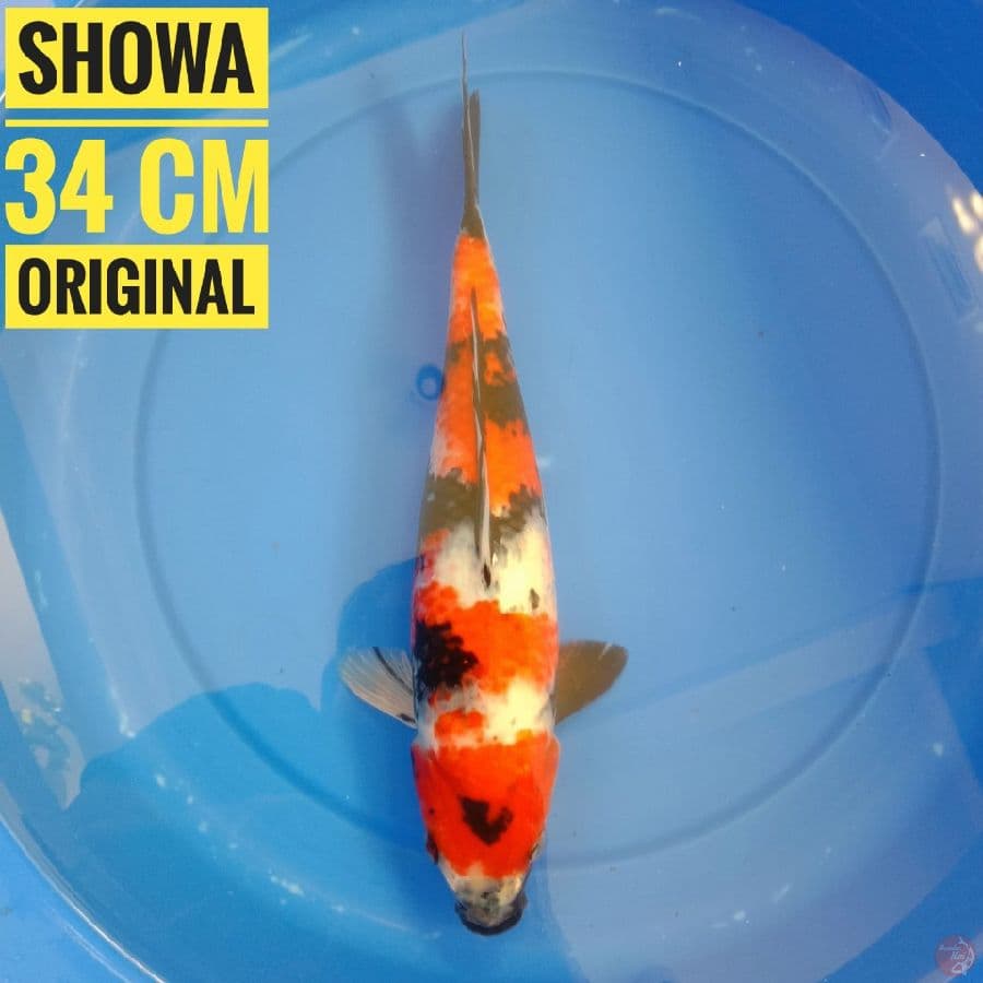 Showa, 34 cm