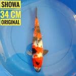 Showa, 34 cm