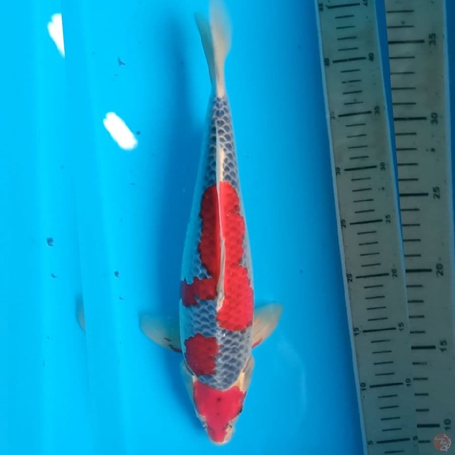 Red male Goshiki