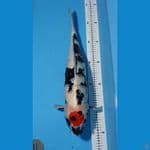 Tancho Showa 54cm