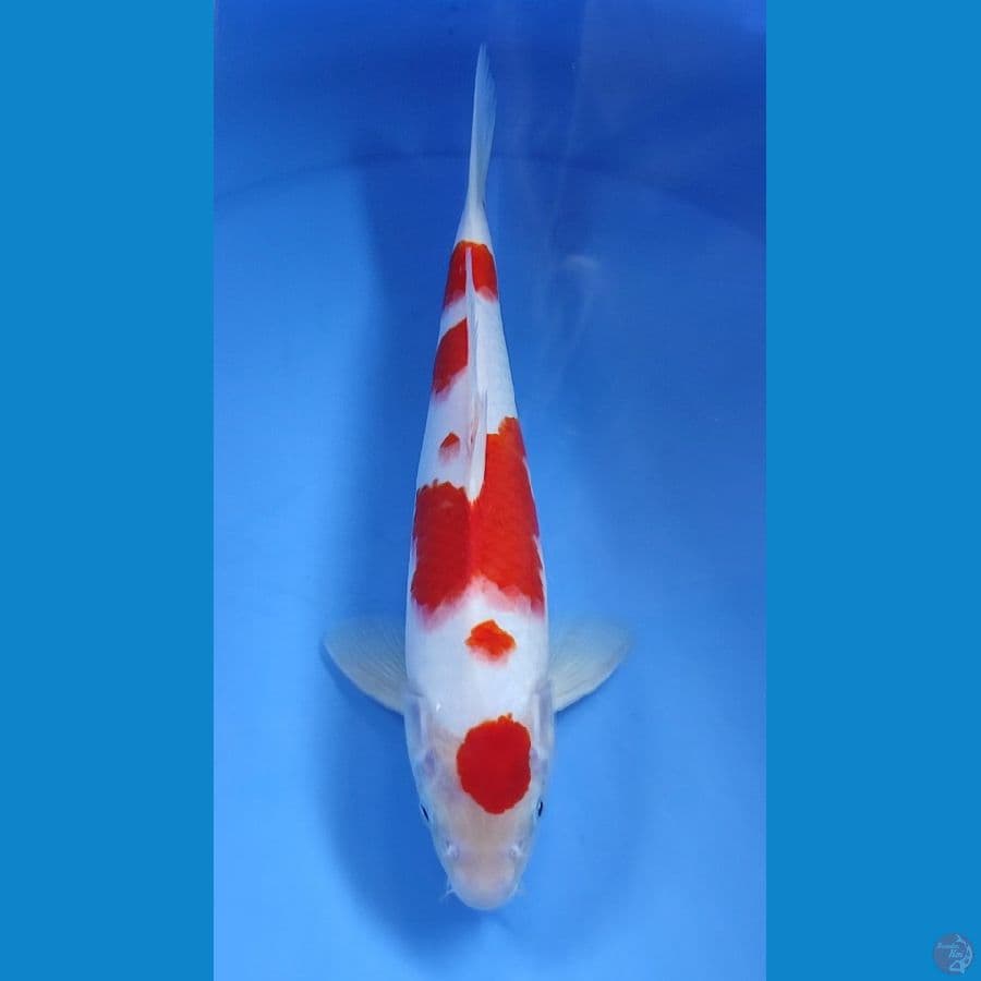 Maruten Kohaku 34cm Male