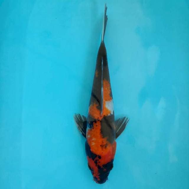 Showa 31cm
