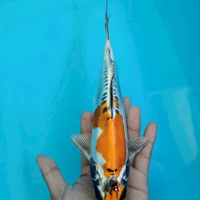 Kiko 26 cm