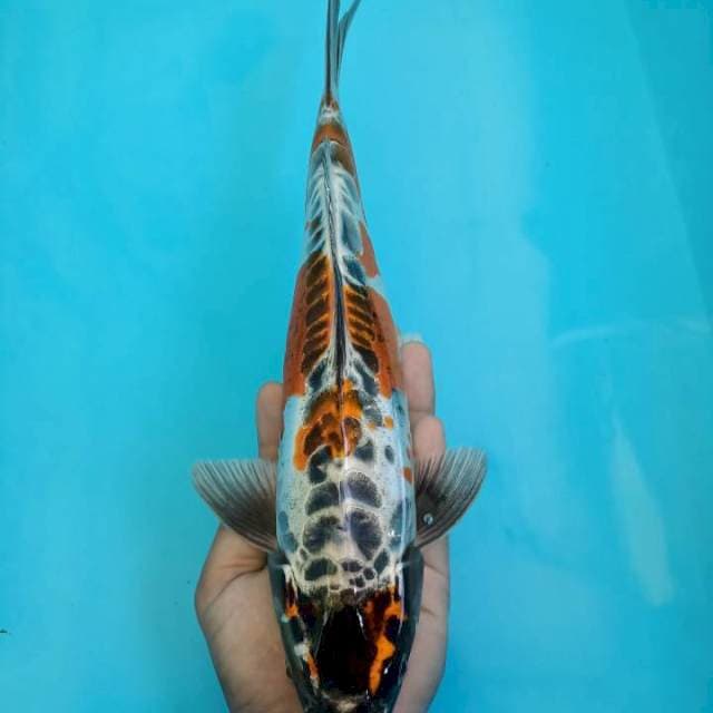 Kiko 32cm