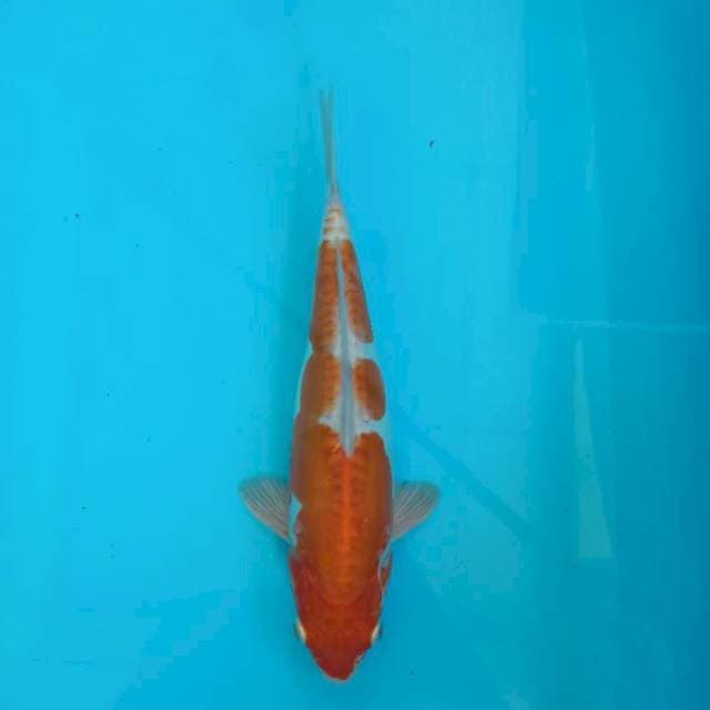 Kiko jeruk 28cm 