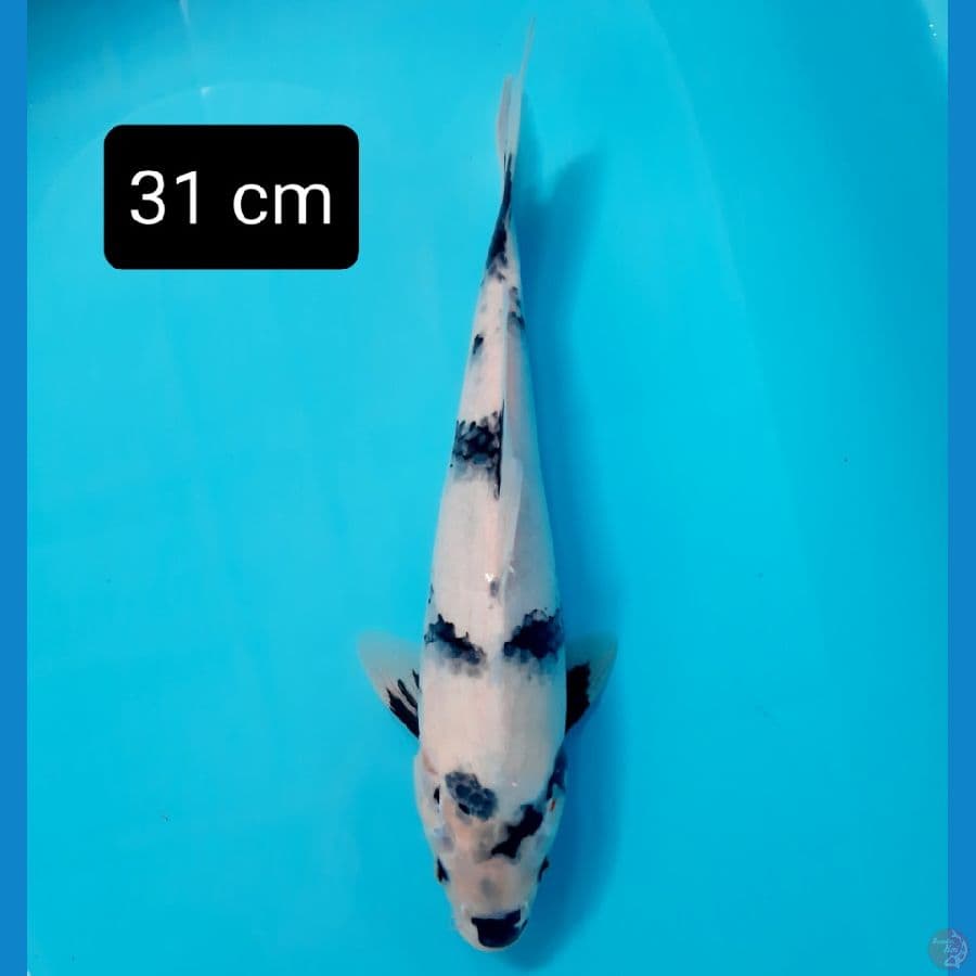 shiro 31 cm