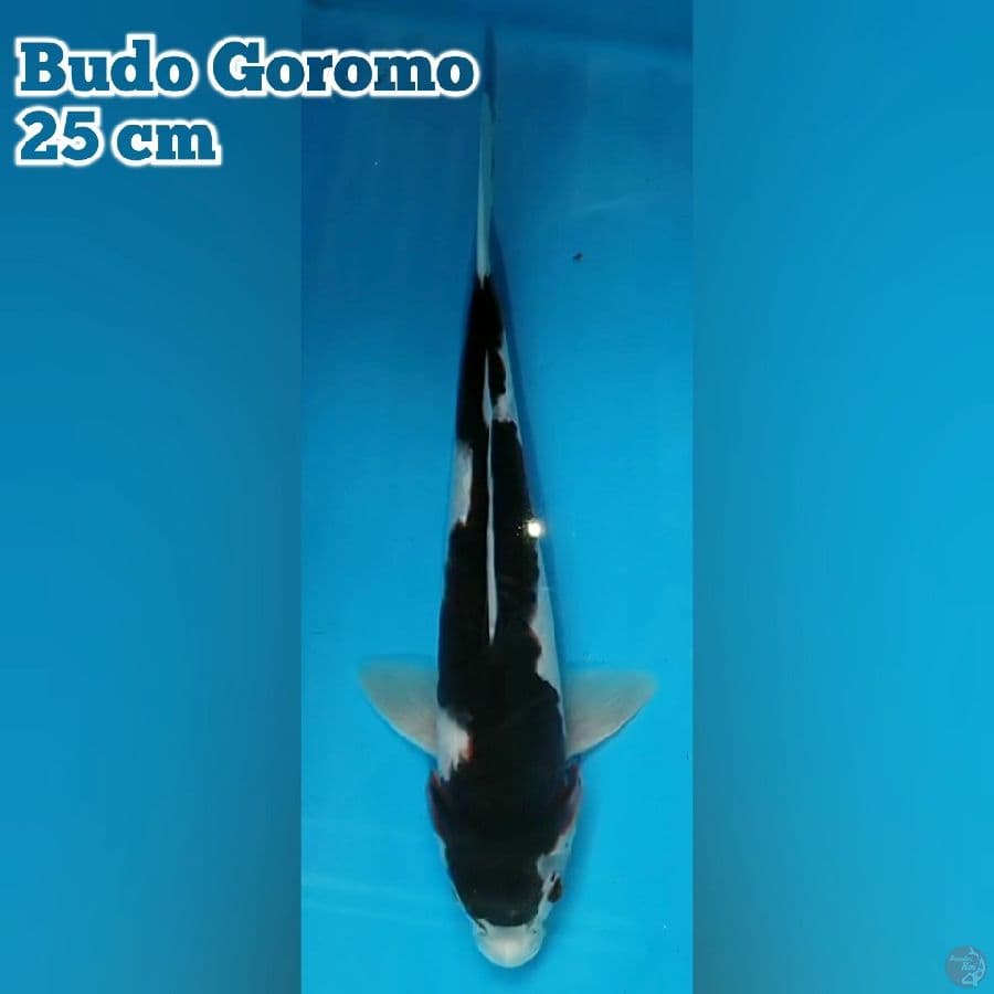 Goromo 25 cm