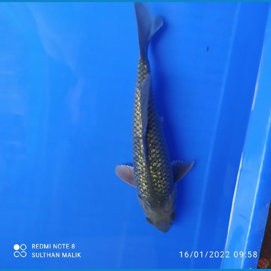 soragoi 27 cm