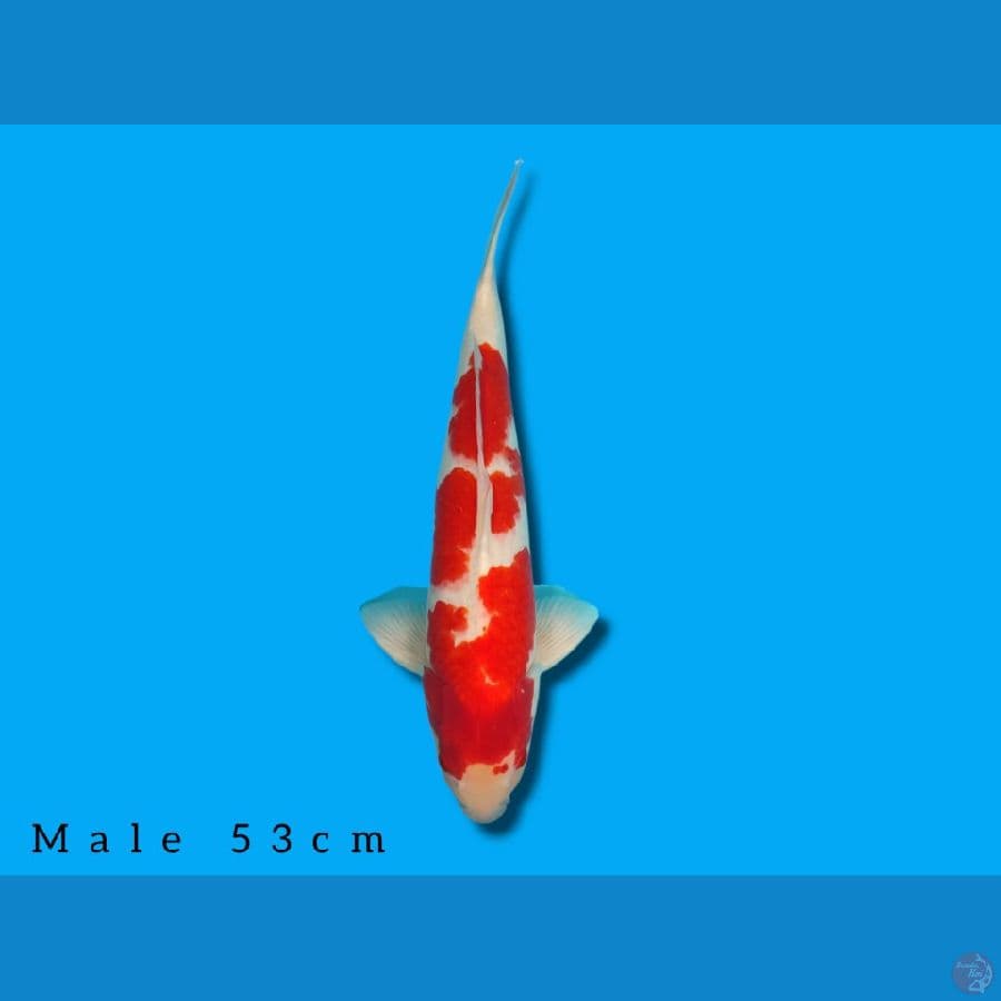 kohaku jantan 53cm