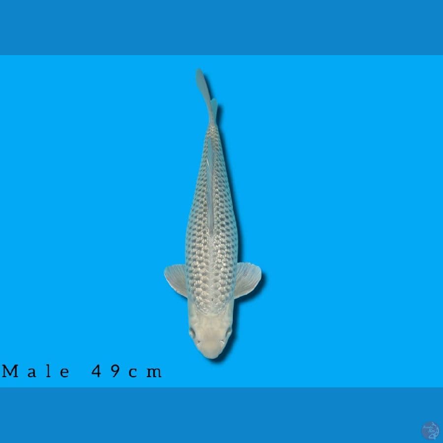 suragoi jantan 49cm