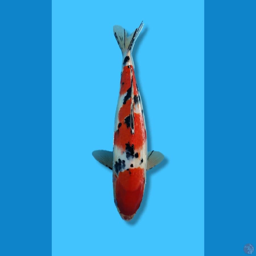 SANKE MERAH STRONG JANTAN 33CM
