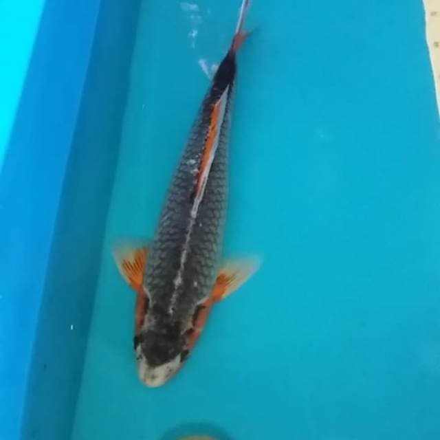 Asagi male 49cm