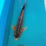 Asagi male 49cm